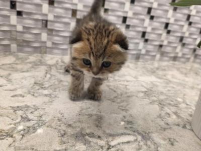 Lucy - Scottish Fold - Gallery Photo #1