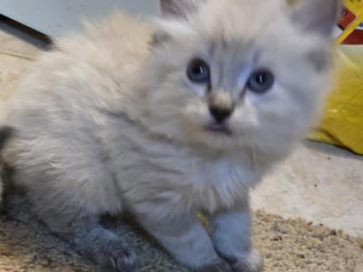 Balinese Kittens Lynx And Seal Point - Balinese - Gallery Photo #1