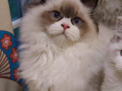 Seal Bicolor Halfie - Ragdoll - Gallery Photo #1