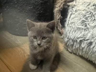 To Be Determined - Ragdoll - Gallery Photo #1