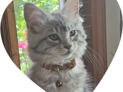 Autumn - Maine Coon - Gallery Photo #1