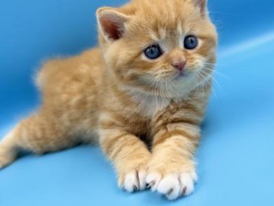 Blue Eyed Orange Scottish Straight Male Kitten - Scottish Straight - Gallery Photo #1