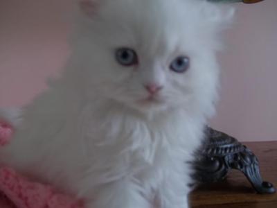 CHAMP - Persian - Gallery Photo #1