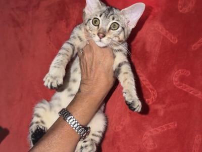 F4 Silver Savannah - Savannah - Gallery Photo #1