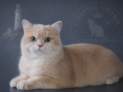 Litter A - British Shorthair - Gallery Photo #1
