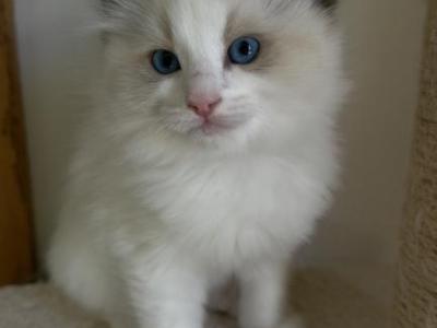 Lil Boy - Ragdoll - Gallery Photo #1