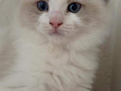 Stainy - Ragdoll - Gallery Photo #1