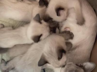 Dior Kitties - Siamese - Gallery Photo #1