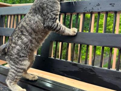 American Bobtail Kittens Ready To New Home - American Bobtail - Gallery Photo #1