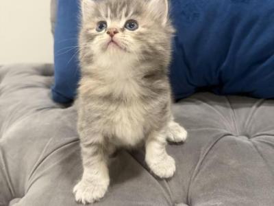 Lolo - Persian - Gallery Photo #1