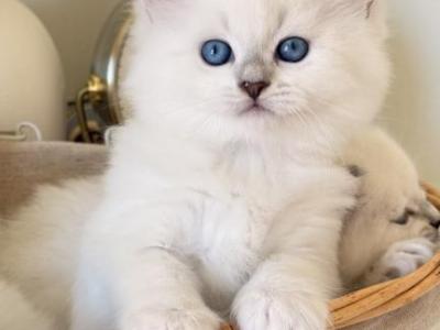B - Siberian - Gallery Photo #1