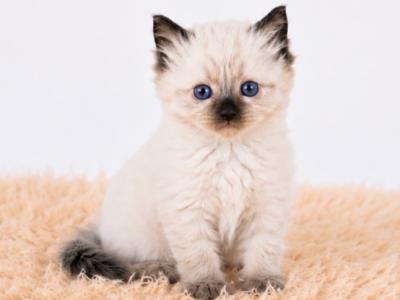Benny - Ragdoll - Gallery Photo #1