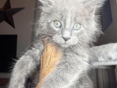 Black Smoke - Maine Coon - Gallery Photo #1
