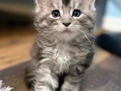 Mercy - Maine Coon - Gallery Photo #1