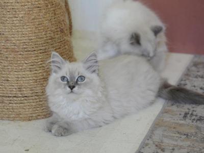 Ragdoll Kittens - Ragdoll - Gallery Photo #1
