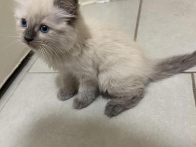 Leoo - Ragdoll - Gallery Photo #1