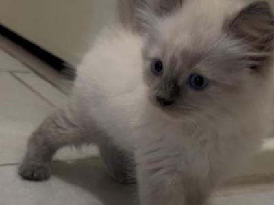 Lucky Leo - Ragdoll - Gallery Photo #1