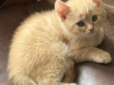 Brother - Scottish Fold - Gallery Photo #1
