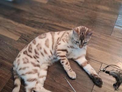 Mellow - Bengal - Gallery Photo #1
