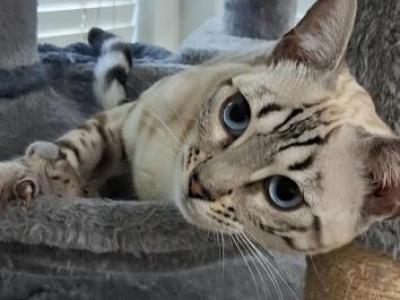 Marie - Bengal - Gallery Photo #1