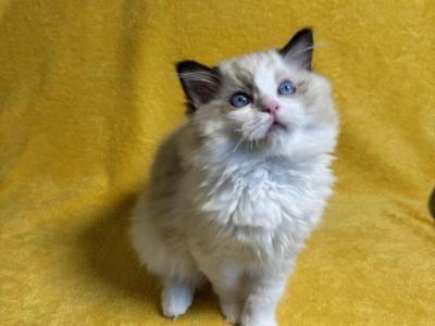 Rocco CFA Certified Ragdoll Seal Bicolor - Ragdoll - Gallery Photo #1