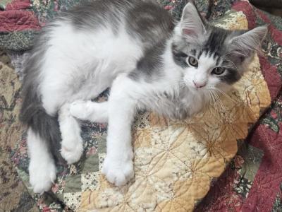 Maine Coon Male Kitten - Maine Coon - Gallery Photo #1