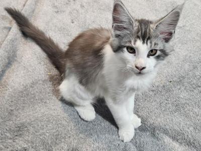 Maine Coon Female Kitten - Maine Coon - Gallery Photo #1