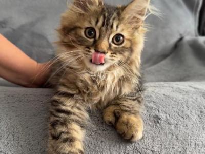 You Choose - Maine Coon - Gallery Photo #1