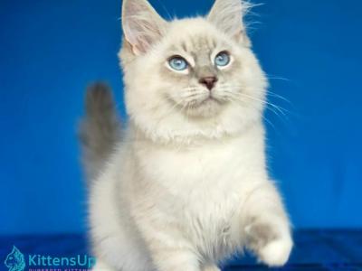Dimas - Siberian - Gallery Photo #1