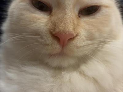 Najm STUD SERVICE - Ragdoll - Gallery Photo #1