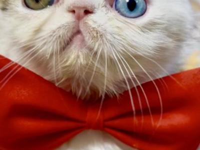 Odd Eye Rare Exotic Persian Kitten - Exotic - Gallery Photo #1