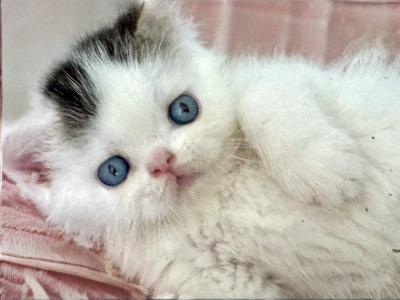 Blue Eyed Exotic Persian Picasso - Exotic - Gallery Photo #1