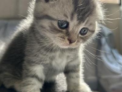 Smokey - Scottish Fold - Gallery Photo #1