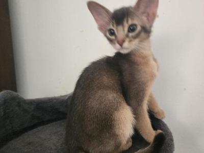 Timoha - Abyssinian - Gallery Photo #1