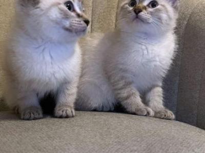 Siamese Ragdoll Mix - Siamese - Gallery Photo #1