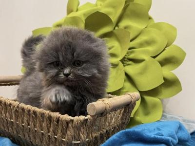 Blue Dream - Scottish Fold - Gallery Photo #1