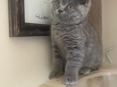 Blue BSH Siblings - British Shorthair - Gallery Photo #1