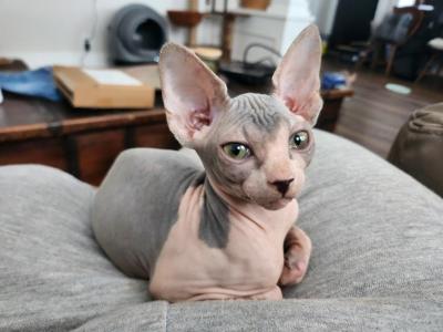 Hopper - Sphynx - Gallery Photo #1