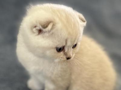 Honey - Scottish Fold - Gallery Photo #1