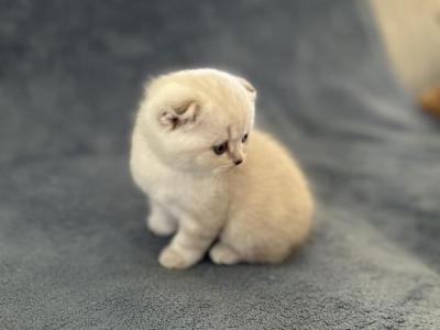 Honey - Scottish Fold - Gallery Photo #1