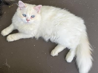 Timmy - Ragdoll - Gallery Photo #1