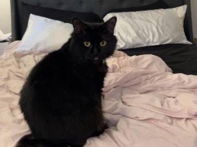 Sammy - Domestic - Gallery Photo #1