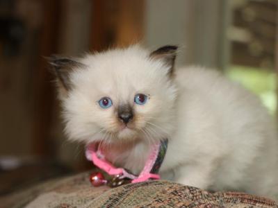 Mando And Zia - Ragdoll - Gallery Photo #1