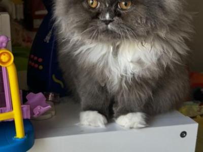 Draco - Persian - Gallery Photo #1