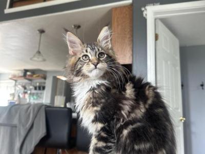 Theo - Maine Coon - Gallery Photo #1