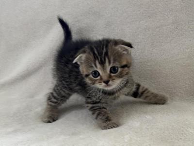 Lily - Scottish Fold - Gallery Photo #1
