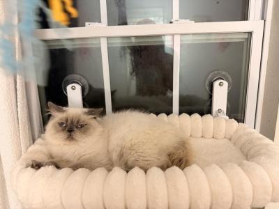 Zander - Himalayan - Gallery Photo #1