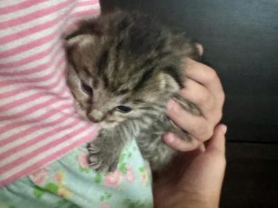 Litter Of 5 - Domestic - Gallery Photo #1