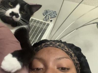Phantom - American Shorthair - Gallery Photo #1