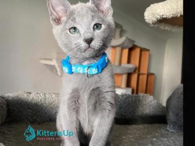 Deyla - Russian Blue - Gallery Photo #1